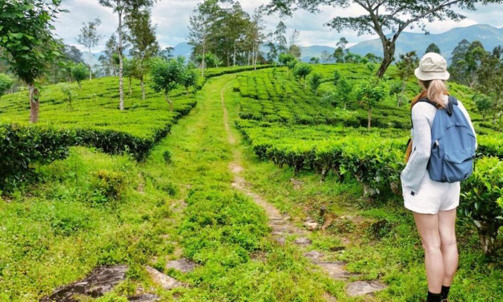 康提Tea Leaf Retreat公寓 外观 照片